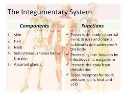 Integumentary System Subcutaneous Tissue Human Body Systems