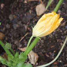 Sow seeds, cover lightly and water well. How To Grow Zucchini The Easy Way In The Garden Or In Containers