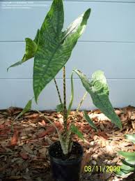 Corazon aquino just became president, and it was a wild time. Plantfiles Pictures Alocasia Elephant Ear Reticulata Alocasia Zebrina By Dankistner