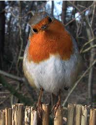 Pin By Boyafircasi On Robins In 2020 Animals Beautiful Pet Birds Pretty Birds