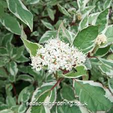 It is a common ornamental landscape tree that offers something nice throughout the. Growing Cornus Shrubs For Uk Gardens