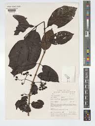 Image result for Kraussia floribunda