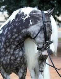 Chocolate Silver Dapple Vanner Horse They Have Star Shaped Dapples Most Beautiful Horses Horses Beautiful Horses