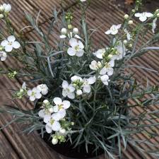 Image result for Gomphostigma