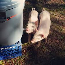 Anything that saves you a lot of time and effort is always welcome on the homestead. Pig Whisperer Pig Feeder Pig Pig Farming