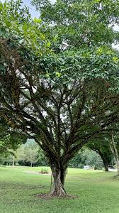 Image result for Ficus sansibarica