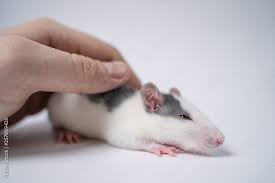 See more ideas about rats, pet rats, cute rats. 42 Best Baby Rats Images Stock Photos Vectors Adobe Stock