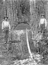 Theoretisch lässt sich ein baum ganz einfach fällen: Falltechnik Wikipedia