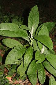 Image result for Solanum giganteum