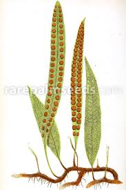 Image result for Microgramma