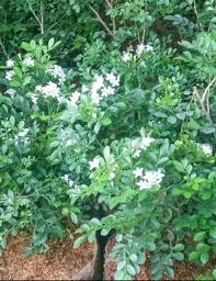 We did not find results for: Jual Tanaman Hias Bunga Kemuning Wangi Harum Di Lapak Najwa Taman Flora Taman Bukalapak