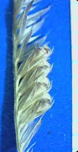 Image result for Chloris pilosa