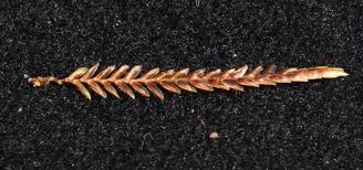 Image result for Cyperus amabilis