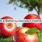 The Best Fruits & Berries for Colorado’s Front Range