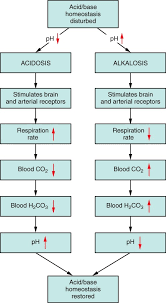 acid base balance anatomy and physiology