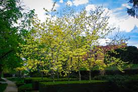 How to grow golden rain tree (beautiful yellow flowering small shade tree). Butterflies Magnolia For Sale Online The Tree Center