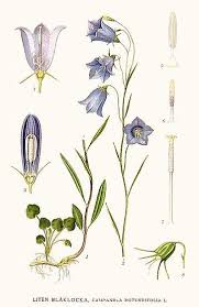 Kereklevelu Harangvirag Wikipedia Botanical Drawings Bluebell Tattoo Blue Bell Flowers