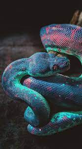 Banshy Snake Infrared Edit By Thomas Hafeneth Snake Wallpaper Pretty Snakes Beautiful Snakes
