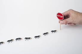 Our services include elimination and control of bed bugs, termites, ants, rodents, spiders, moles, weeds. Pest Control Service Exterminator Springfield Missouri And Ozarks Area