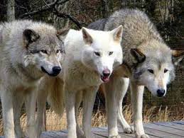 Howling Woods Our Facility Animals Facility Wood