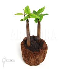 Image result for Rhizophoraceae