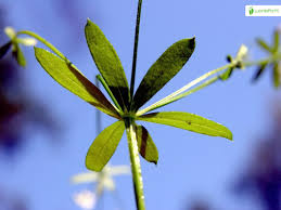 Image result for Limeum fenestratum