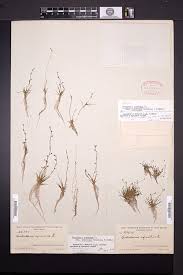 Image result for Subularia