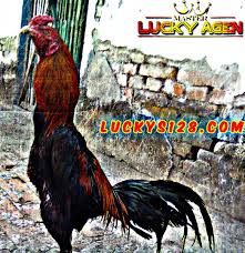 Pin Di Agen Sabung Ayam Online