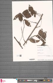 Image result for Alchornea hirtella