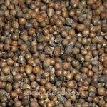 Image result for Zygotritonia