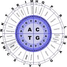 20 Essential And Nonessential Amino Acids Tables With