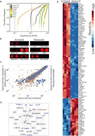 Profiling of Ubiquitin-like Modifications Reveals Features of Mitotic  Control