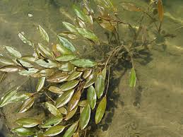 Image result for Potamogeton nodosus