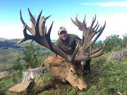Where the herds roam free and the red stags roarrr.! New Zealand Hunting Nz S Best Red Stag Hunting