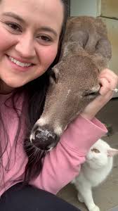 We miss you sweet girl 💔 #Dottiethedeer