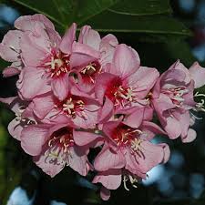 Image result for Dombeya burgessiae