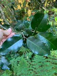 Image result for Olea capensis