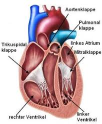 Die rechte niere liegt meist etwas tiefer als die linke, da die darüber liegende leber viel platz benötigt. 9 Innere Organe Ideen Anatomie Und Physiologie Physiologie Anatomie Korper
