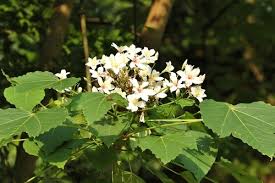 Image result for Vernicia