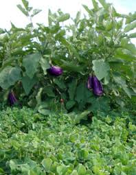 The basic eligibility to apply for mba program is having passed bachelor's degree in relevant discipline from a recognized university. Serving Up A Bitter End For Eggplant Pests Northeastern Ipm Center