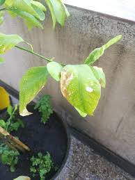 Anyone knows what's wrong with our yellow squash? White Dots And Dry Leaves On Lemon Tree What Could Be The Problem Gardening