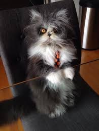Get up to 50% off. This Cat With Werewolf Syndrome Is The Fluffy Feline Overlord You Ve Been Waiting For