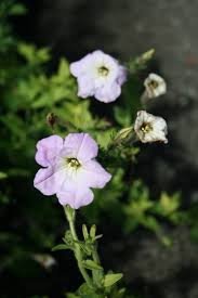 Image result for Petunia axillaris