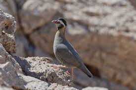 Image result for Alectra dunensis