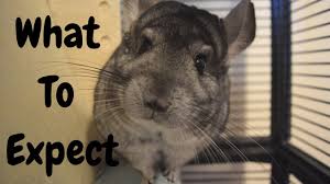 Chinchillas are usually between 150 and 400 $. How Much Do Chinchillas Cost Youtube