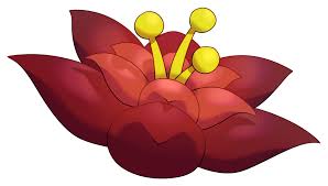 First go on the lynari desert then go all the way north till you see a cactus that is green then cast thunder on then go back near the cactus from the beginning and look for the three rocks that when you examine. Cactus Flower Etheriapedia Fandom