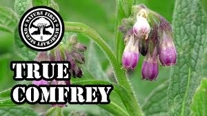 Cures skin diseases and conditions Comfrey Identification Foraging Use Medicinal Herbs In Bushcraft Symphytum Officinale Youtube