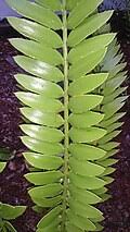 Image result for Encephalartos aplanatus