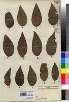Image result for Tapinanthus constrictiflorus
