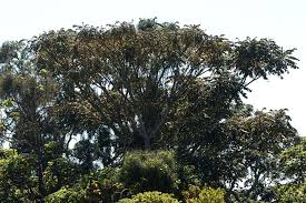 Image result for Polyscias fulva